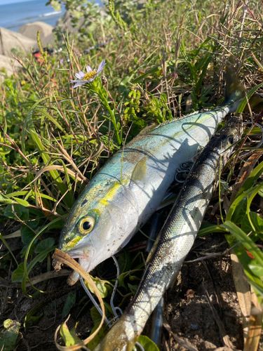 コゾクラの釣果