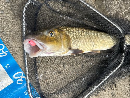 ニゴイの釣果