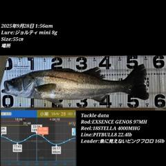 シーバスの釣果