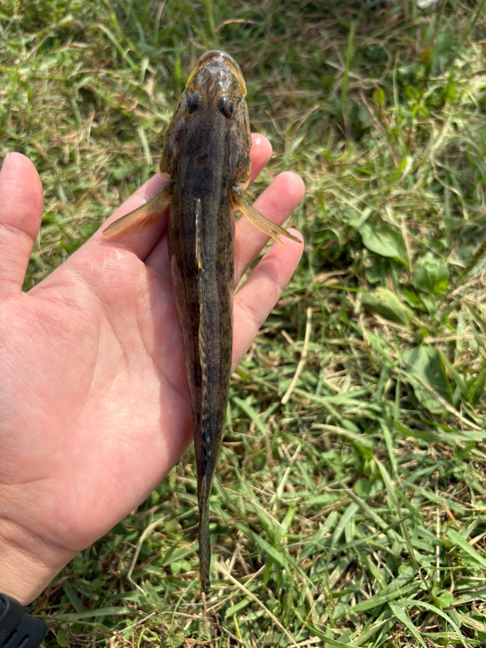 ハゼ