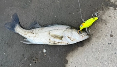 セイゴ（マルスズキ）の釣果