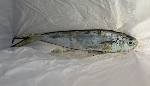 シイラの釣果