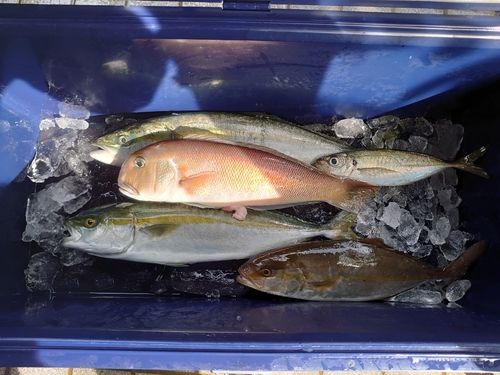 シロアマダイの釣果