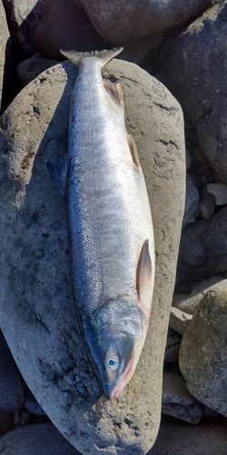 サケの釣果