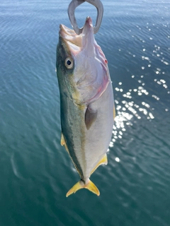 フクラギの釣果
