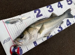 フッコ（マルスズキ）の釣果