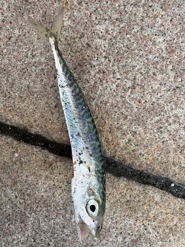 サバの釣果