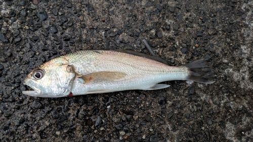 イシモチの釣果