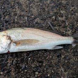 イシモチ