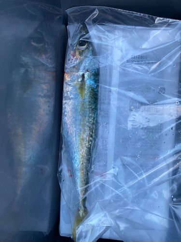 サバの釣果