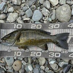 スモールマウスバス