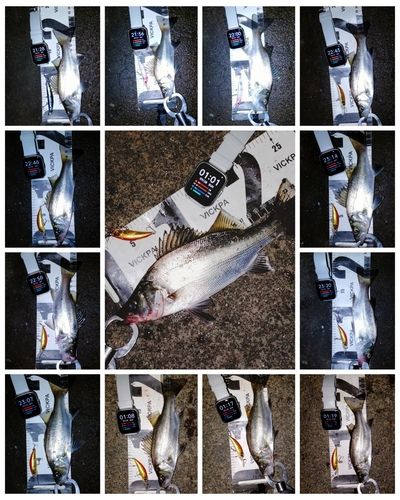 セイゴ（ヒラスズキ）の釣果