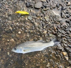 セイゴ(マルスズキ)の釣果
