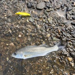 セイゴ（マルスズキ）