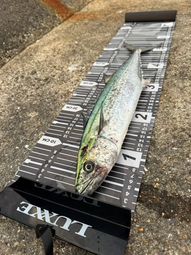 サゴシの釣果