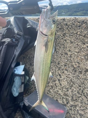 サゴシの釣果