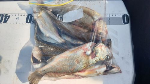 イシモチの釣果