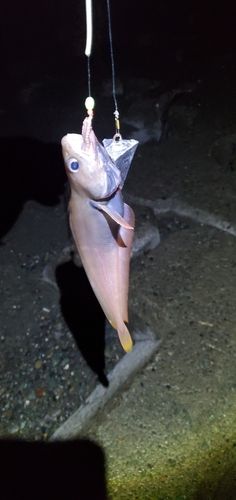 ドンコの釣果