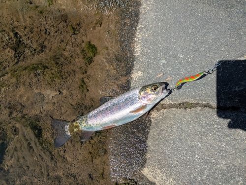 ニジマスの釣果