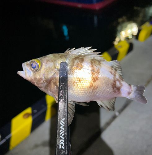 メバルの釣果