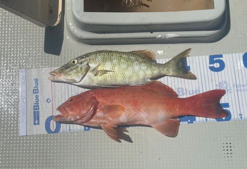 スジアラの釣果