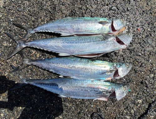 サゴシの釣果