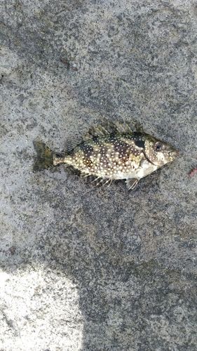 アイゴの釣果