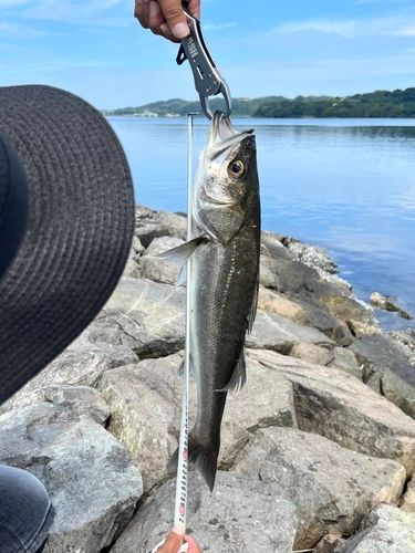 釣果