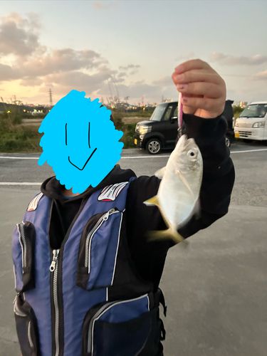 メッキの釣果