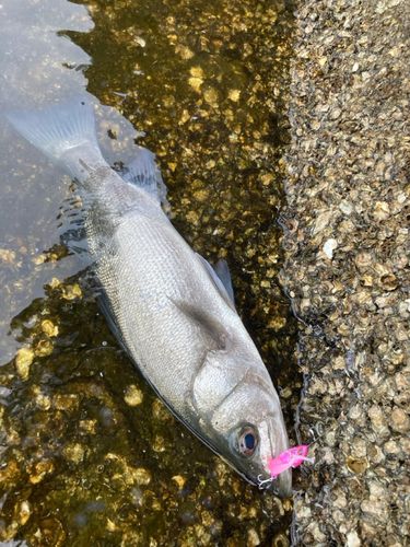 浦戸湾