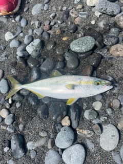 ワカナゴの釣果