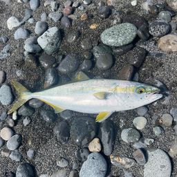 ワカナゴ
