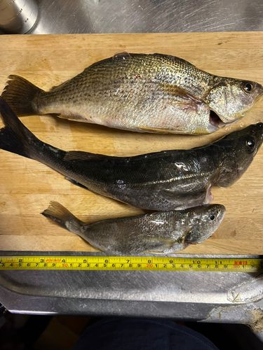 釣果