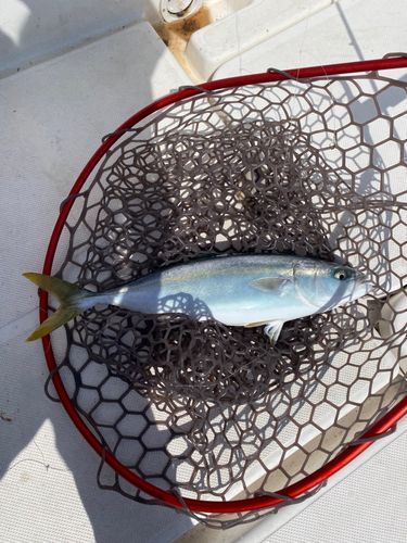 イナダの釣果