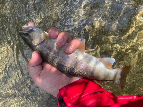 ヤマメの釣果
