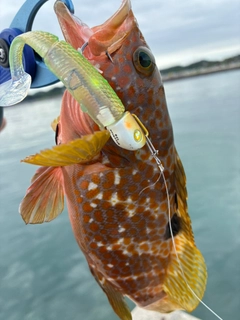キジハタの釣果