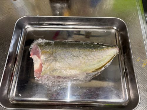 シオの釣果