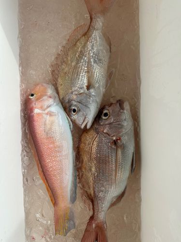 マダイの釣果