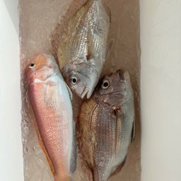 マダイ