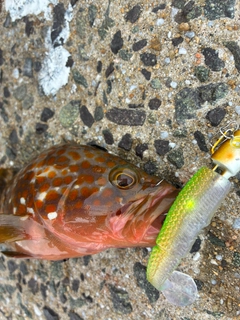 キジハタの釣果