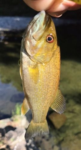 スモールマウスバスの釣果