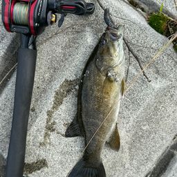 スモールマウスバス