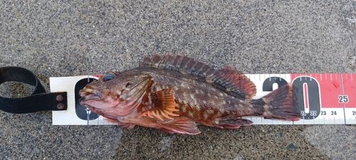 カサゴの釣果