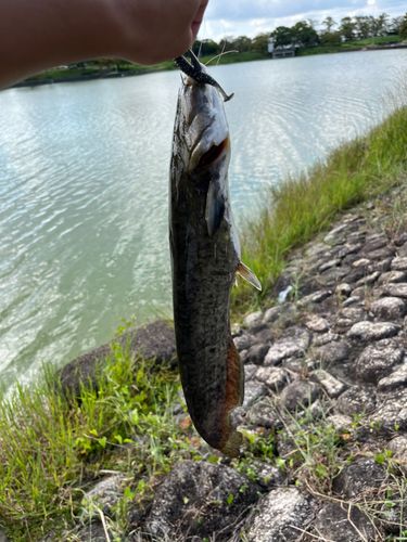 ナマズの釣果