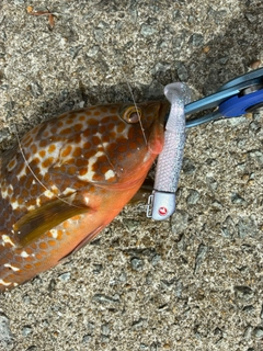 キジハタの釣果
