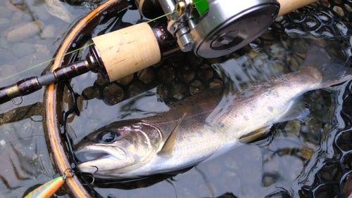 アマゴの釣果