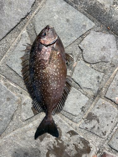 アイゴの釣果