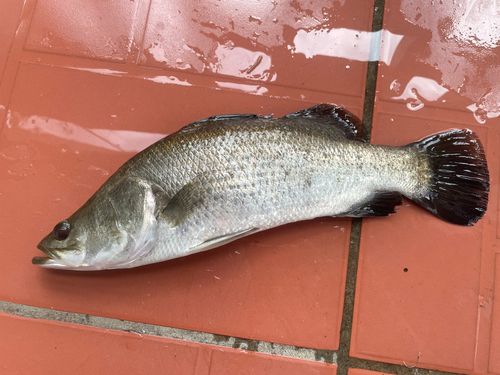 バラマンディの釣果