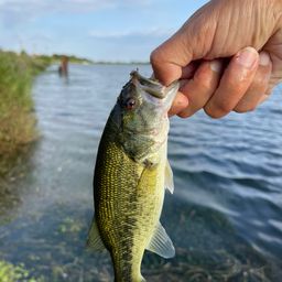 ラージマウスバス