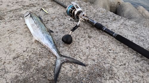 サゴシの釣果